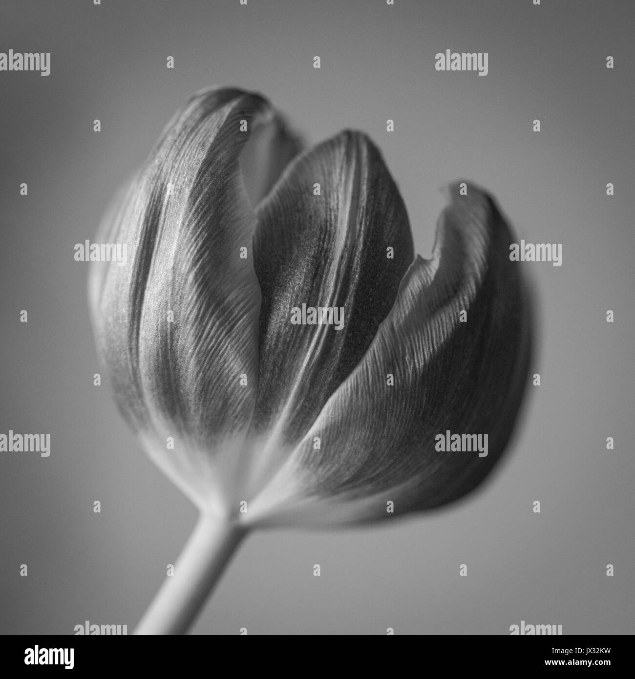 Image en noir et blanc d'une tulipe en gros plan montrant le détail de la fleur : la texture. Banque D'Images