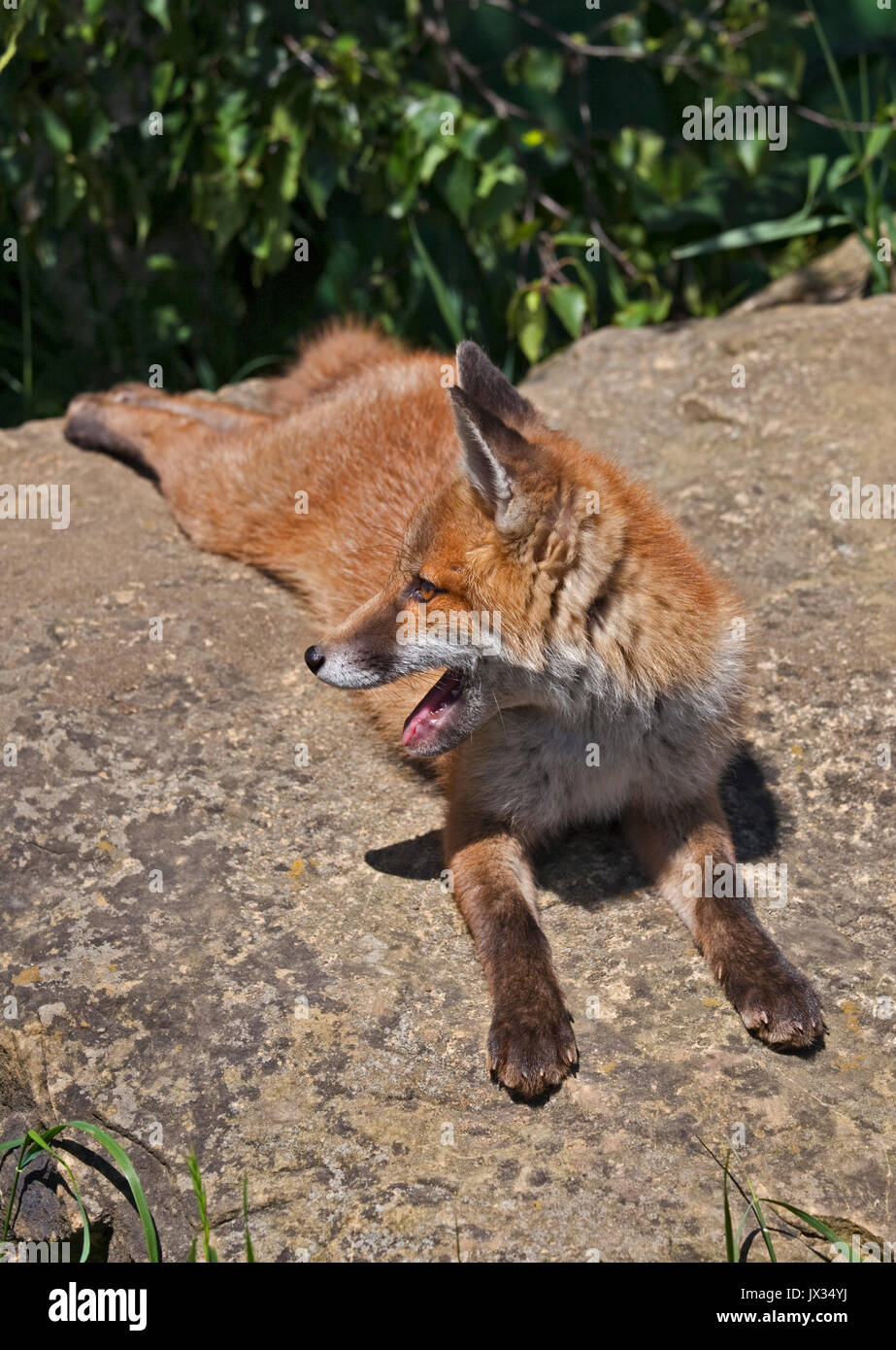 La Red Fox (Vulpes vulpes) Banque D'Images