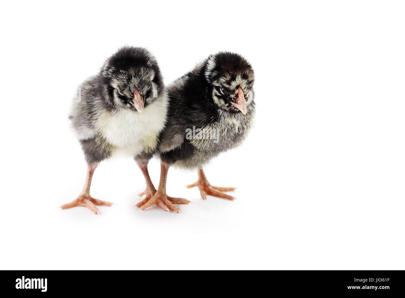 Paire de new born baby chicks, Silver Laced Wyandottes, isolé sur un fond blanc avec ombre légère. L'extrême profondeur de champ à l'attention sélective o Banque D'Images