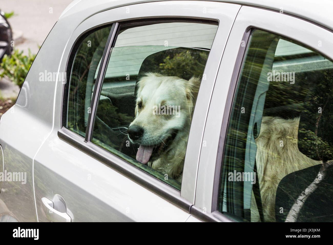 Chien bloqué en essayant de voiture refroidir Banque D'Images