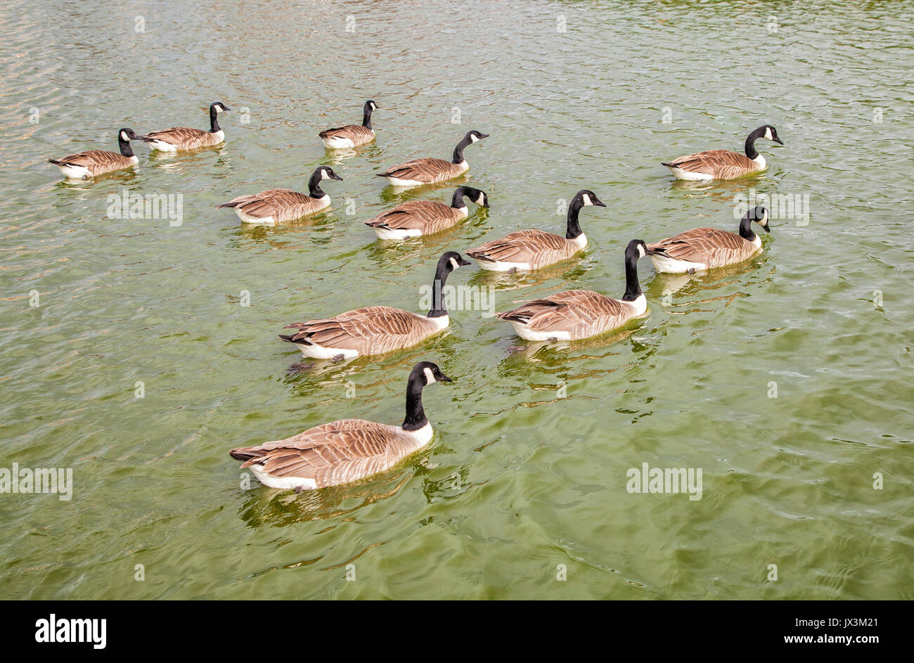Les oies en formation sur la côte est du lac sur UK Banque D'Images
