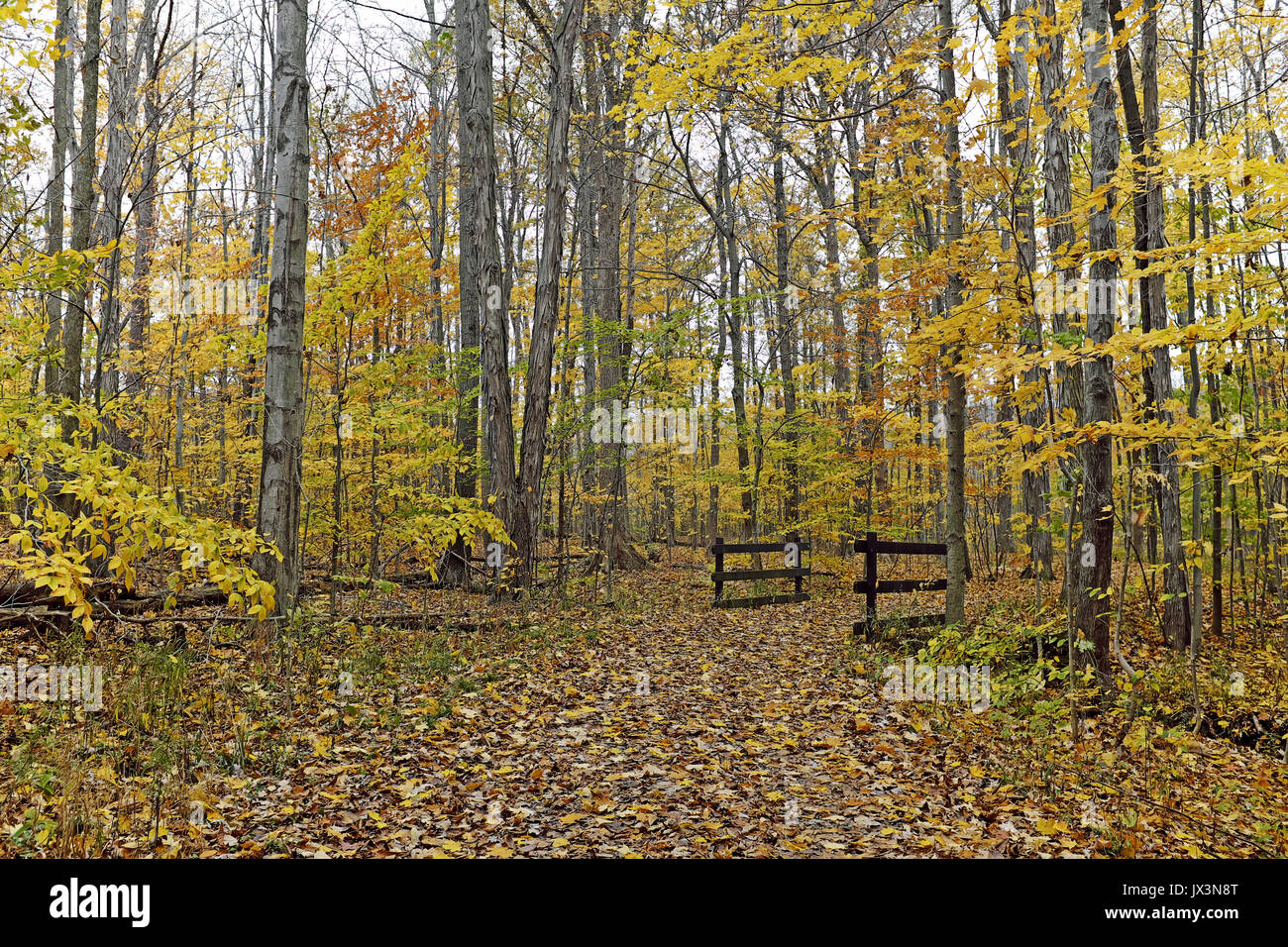 Un site commun à la fin de l'automne dans le Cleveland Metroparks, ouvrez l'accès forêts publiques pour les loisirs. Banque D'Images