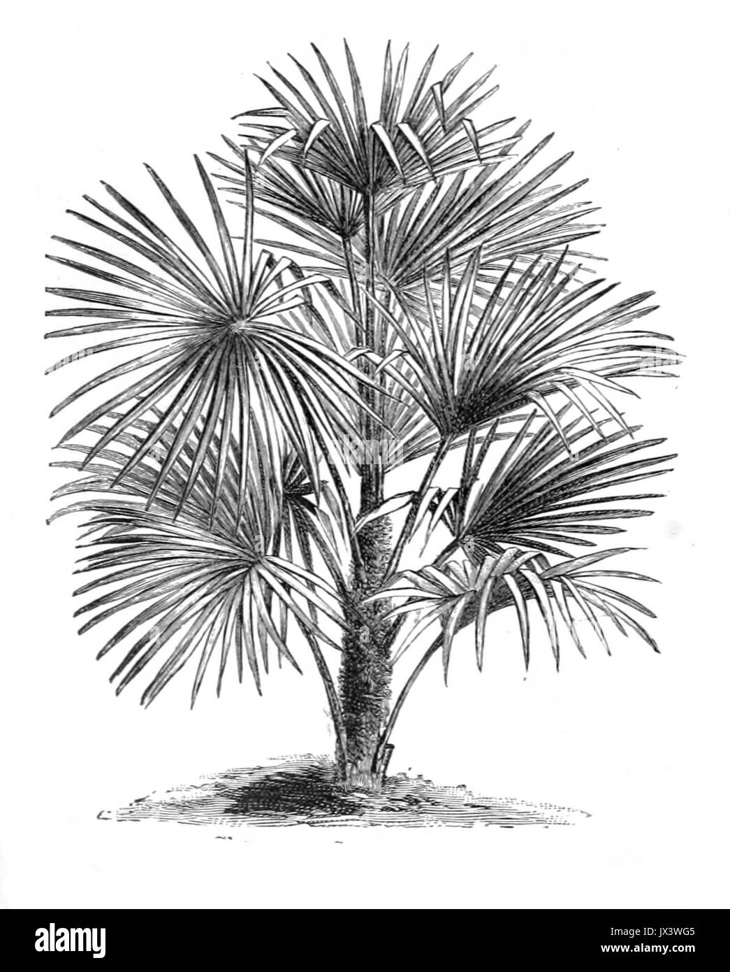 Dessin de Rhapis excelsa Banque D'Images