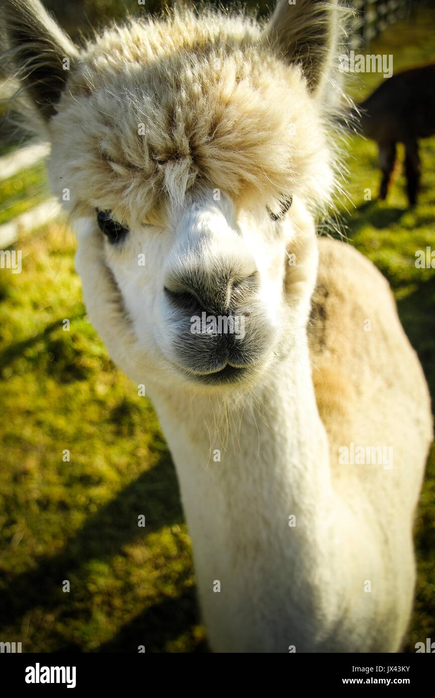 L'alpaga en étroite jusqu'aux beaux jours sur les terres agricoles Banque D'Images