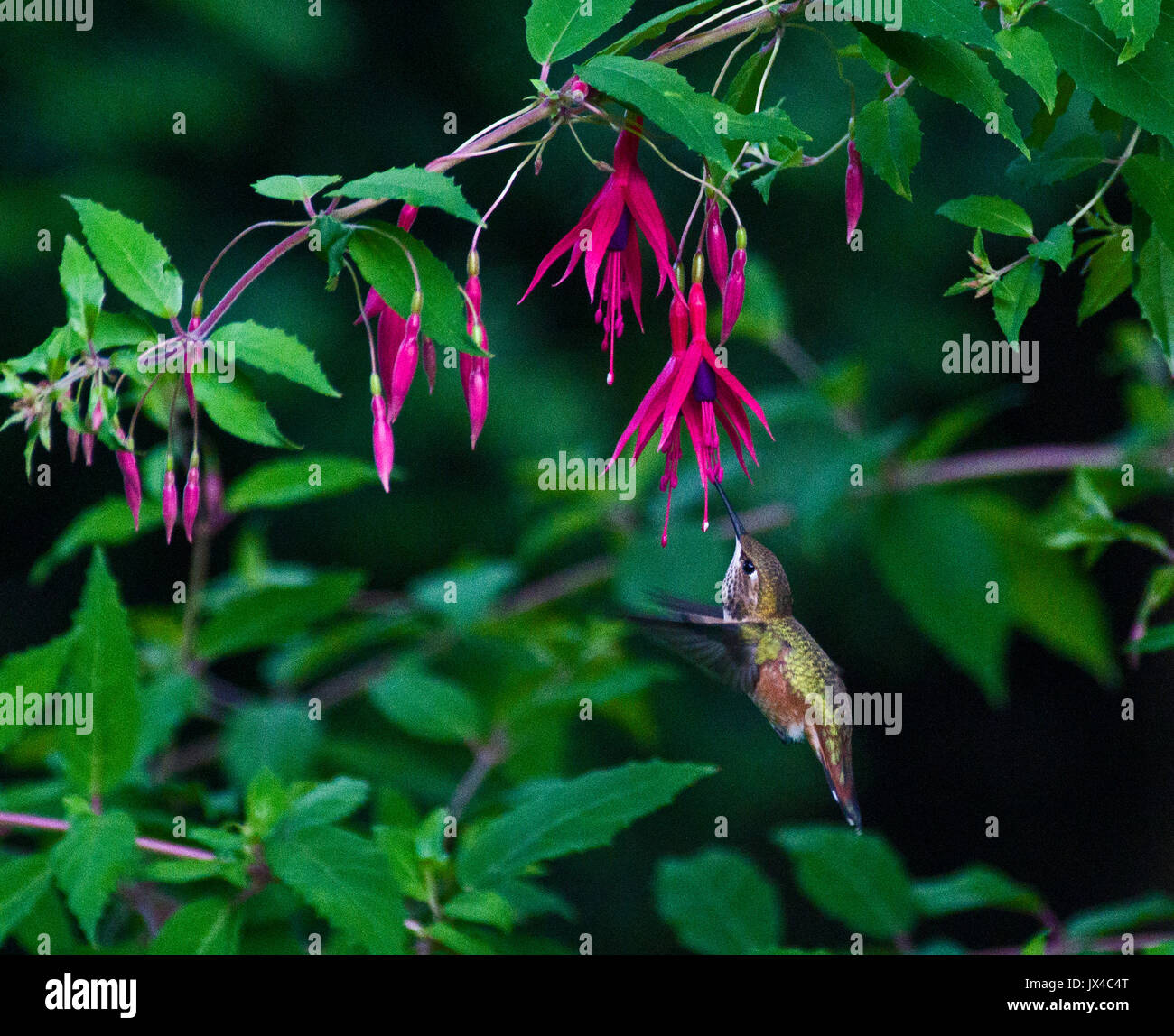 Humming Bird sur Fuschia Banque D'Images