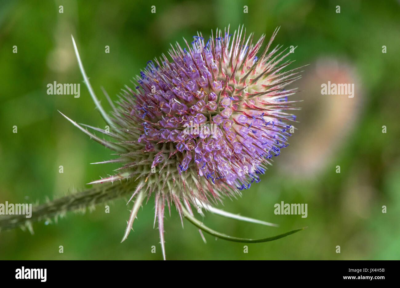 Close-up une Cardère prickly capitule. Banque D'Images