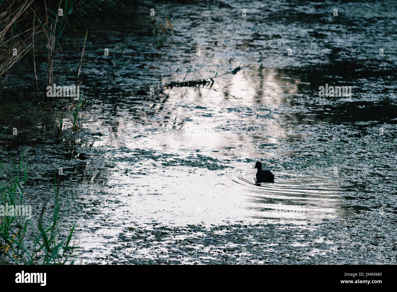 Canard dans l'eau, parc Tintero du Parc Naturel des marais de Santoña, Victoria et Joyel en Colindres, Cantabrie, Espagne. Banque D'Images
