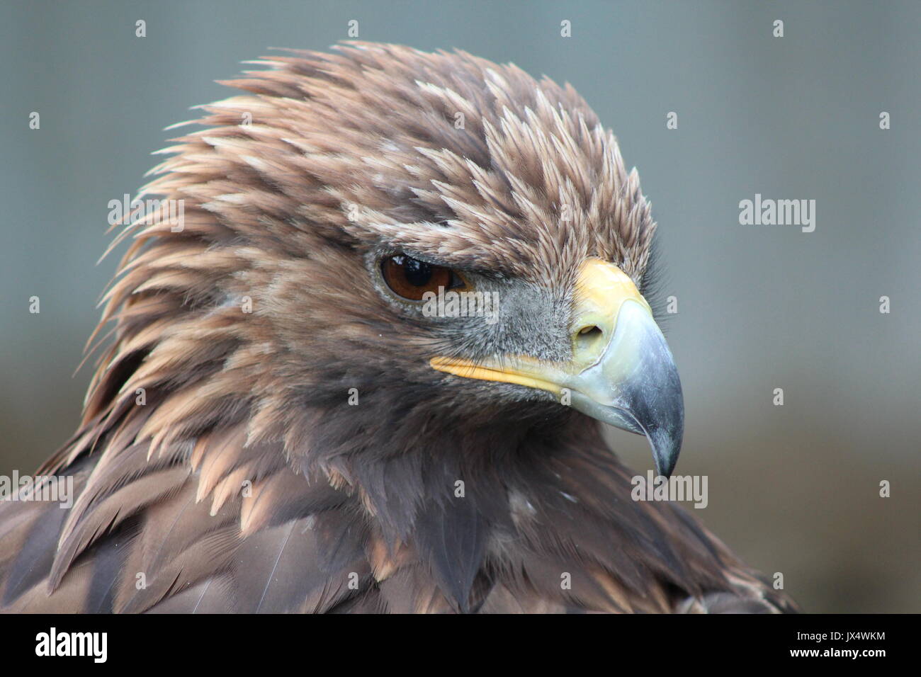 Close up d'une tête d'Aigle Banque D'Images