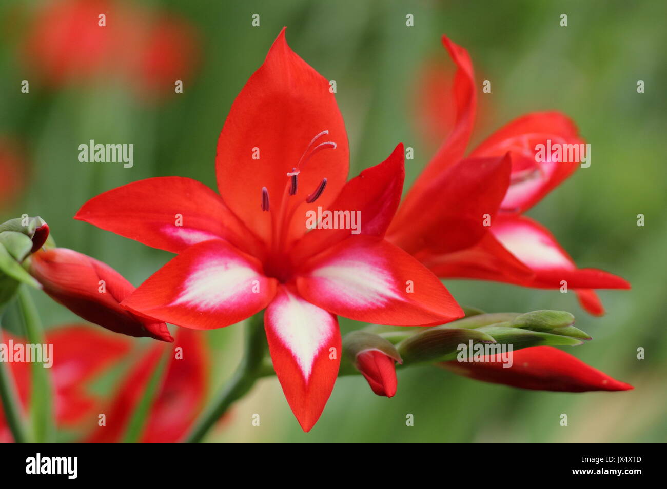 Glaïeul (gladiolus cascade cardinalis), en pleine floraison dans un cadre ombré d'un jardin anglais en été (juillet), Royaume-Uni Banque D'Images