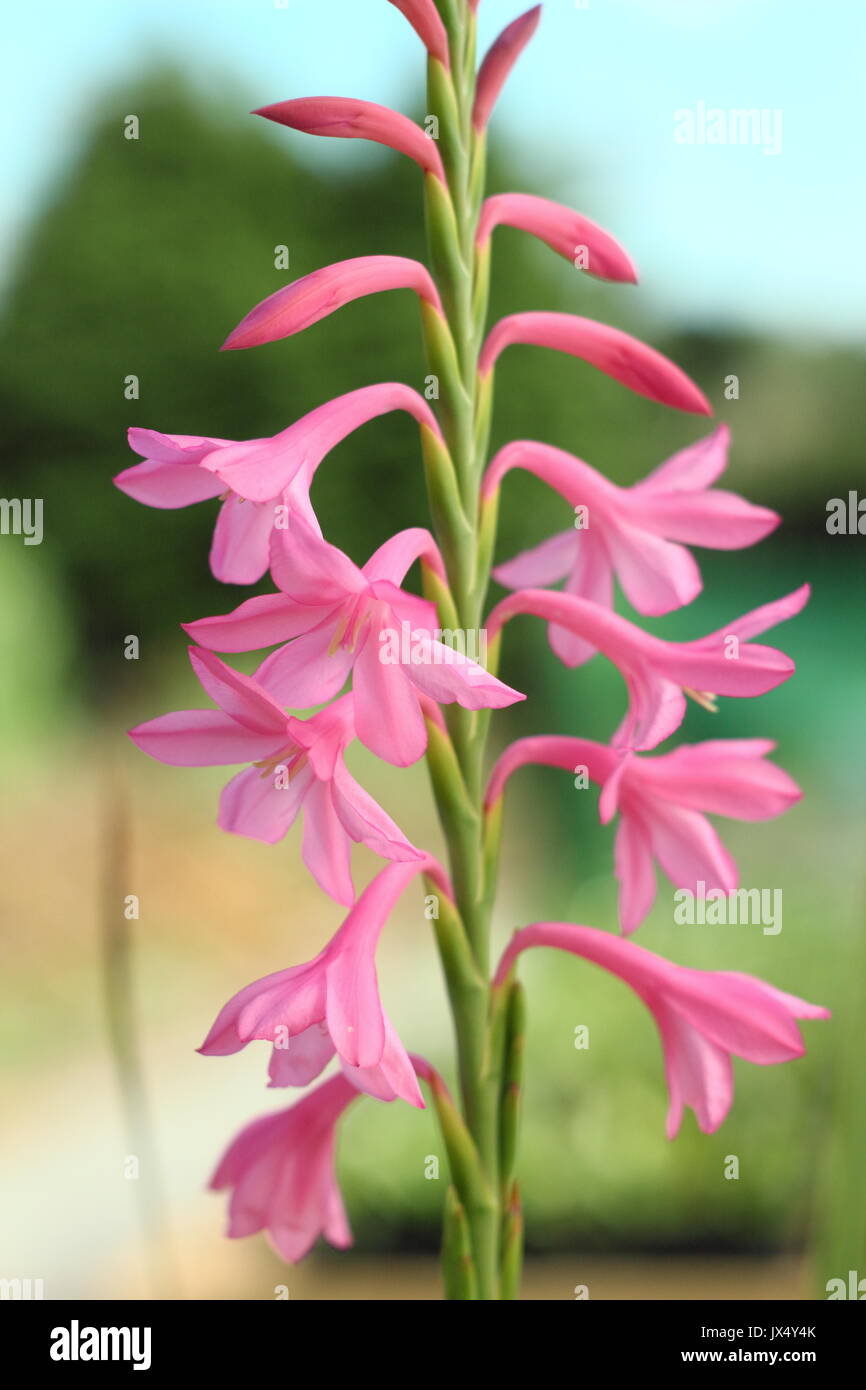 Tresco Dawrf orquidea 'Pink' hybride en pleine floraison dans un jardin anglais en été (juillet), Royaume-Uni Banque D'Images