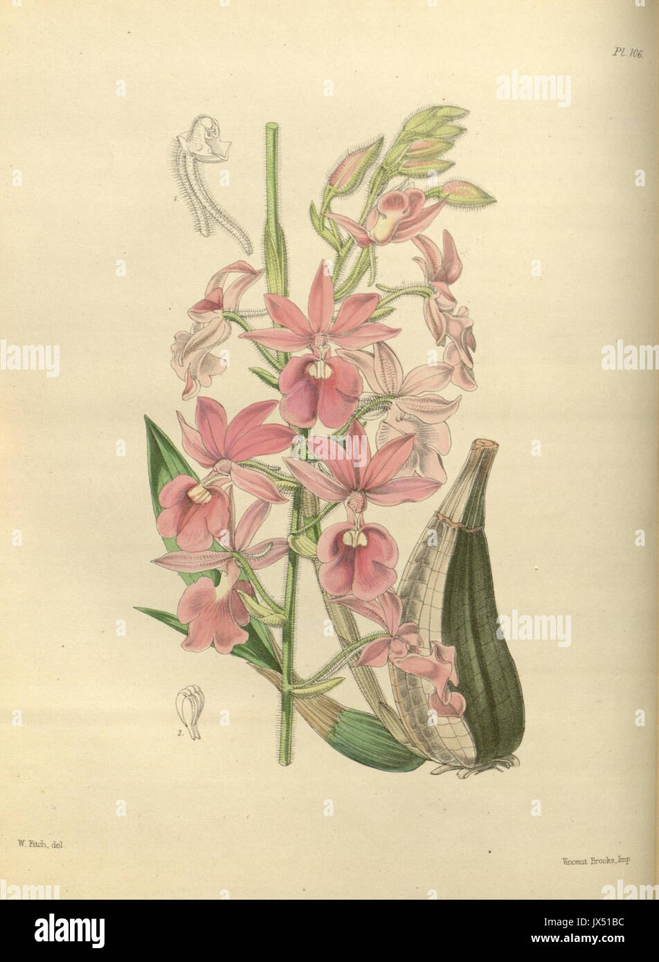 106 un deuxième siècle de orchidaceous plants (8360480345) Banque D'Images