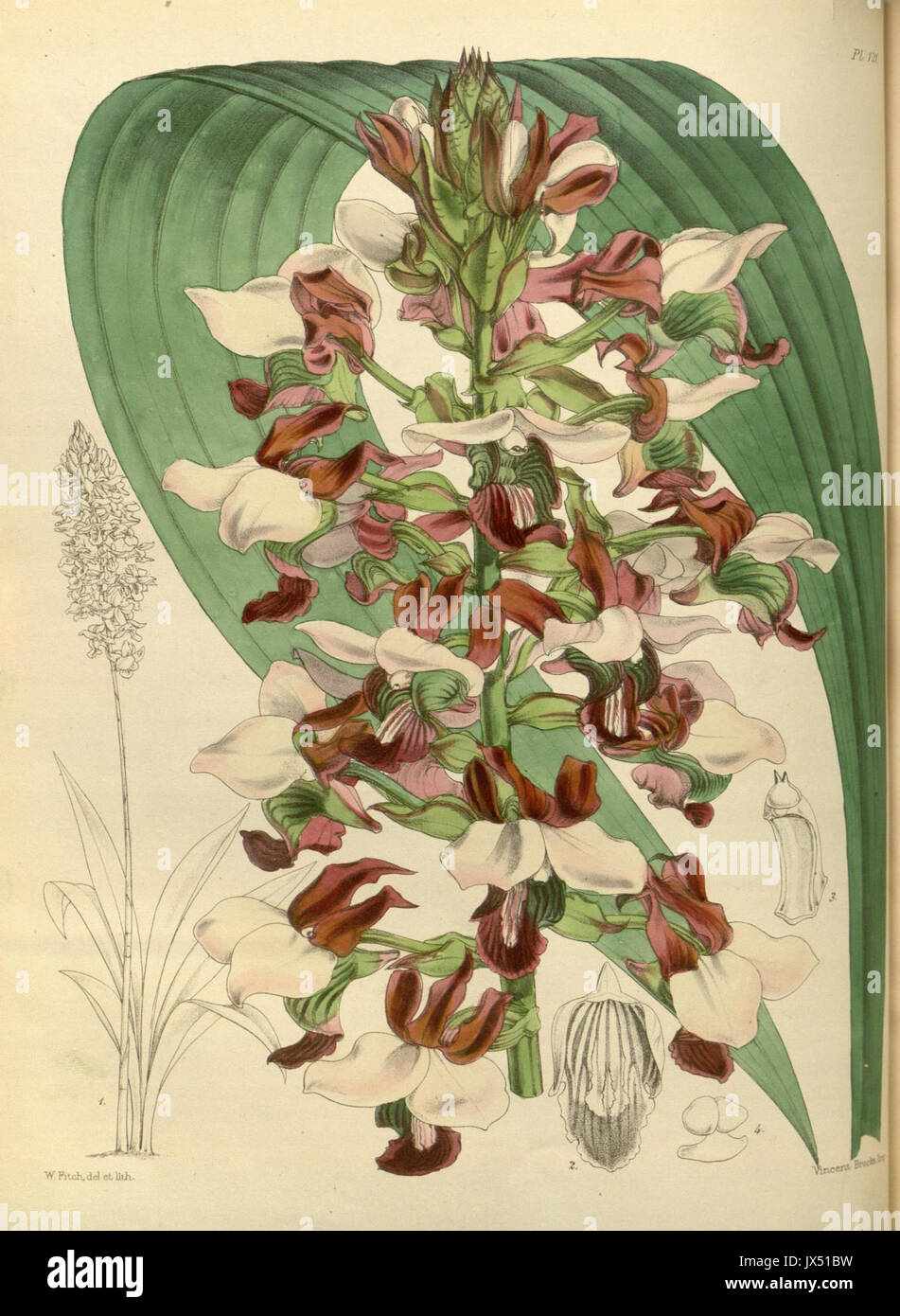 121 un deuxième siècle de orchidaceous plants (8360487629) Banque D'Images