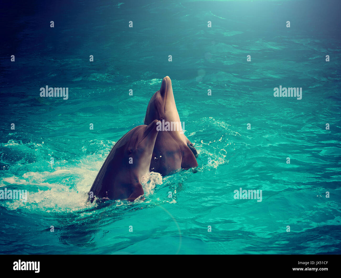 Couple de dauphins nager dans l'eau dans la nuit Banque D'Images