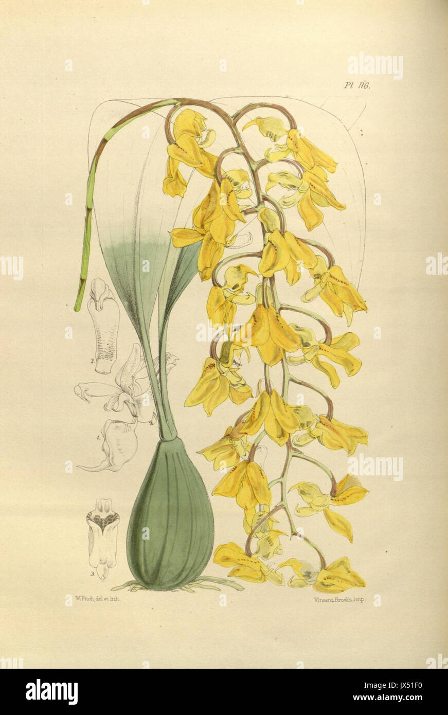 116 un deuxième siècle de orchidaceous plants (8361547572) Banque D'Images