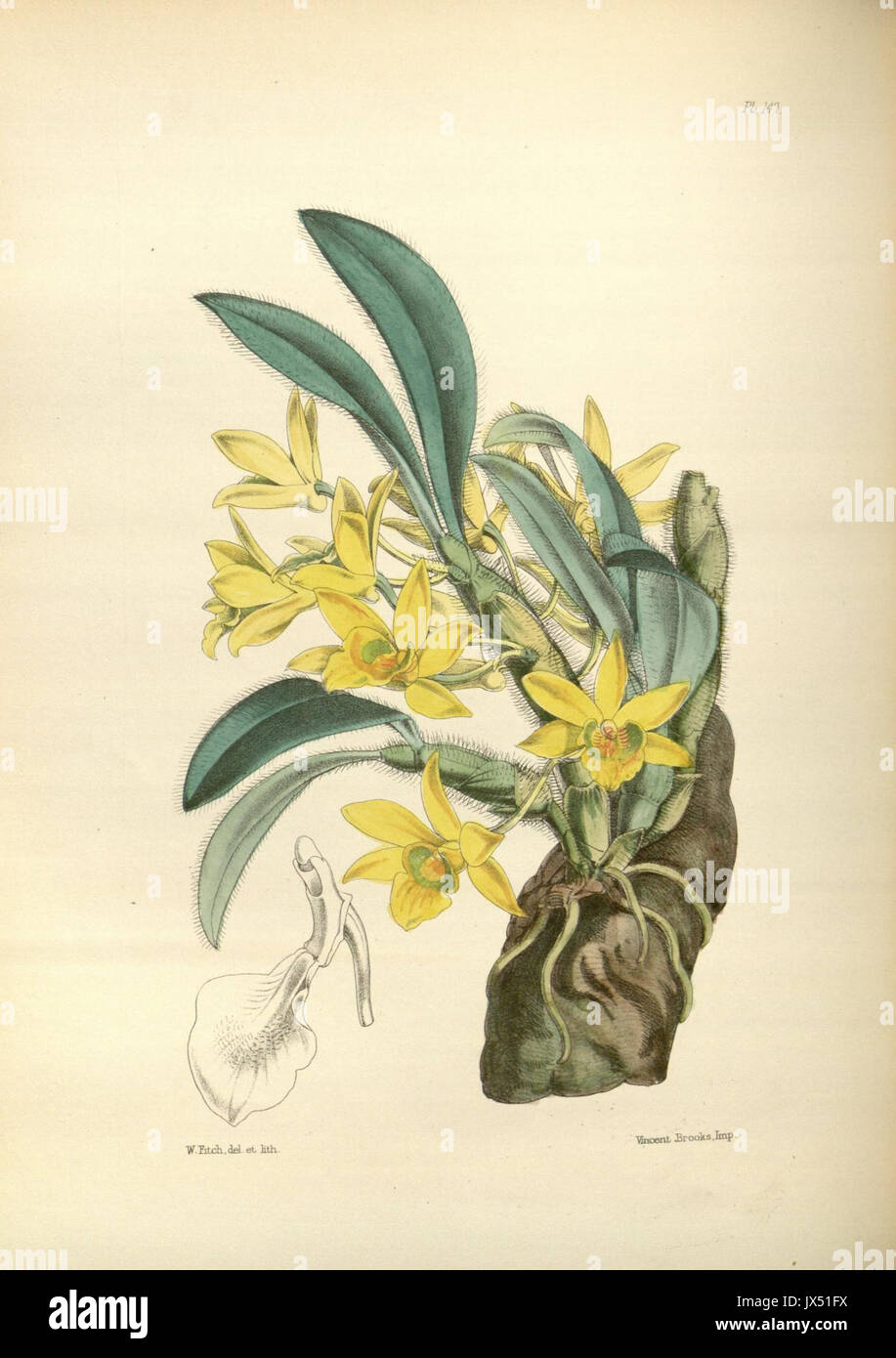 147 un deuxième siècle de orchidaceous plants (8361563782) Banque D'Images