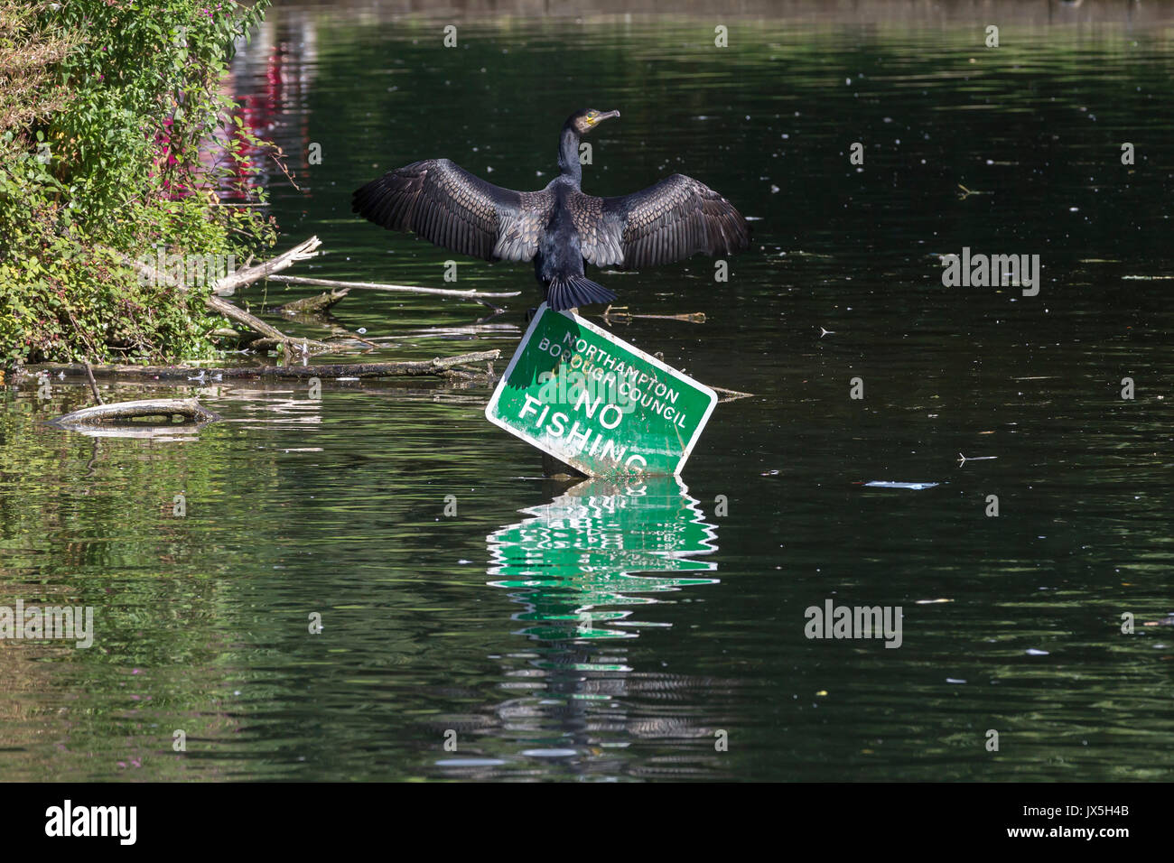 Northampton, Royaume-Uni Abington Park, la météo, le 15 août 2017, d'un cormoran. Phalacrocurax cabo (Phalacrocoracidés) sécher ses ailes au soleil après la pêche dans le lac, perché au sommet d'une pêche pas de signe. Credit : Keith J Smith./Alamy vivre Banque D'Images
