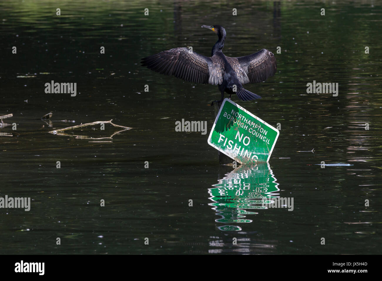 Northampton, Royaume-Uni Abington Park, la météo, le 15 août 2017, d'un cormoran. Phalacrocurax cabo (Phalacrocoracidés) sécher ses ailes au soleil après la pêche dans le lac, perché au sommet d'une pêche pas de signe. Credit : Keith J Smith./Alamy vivre Banque D'Images