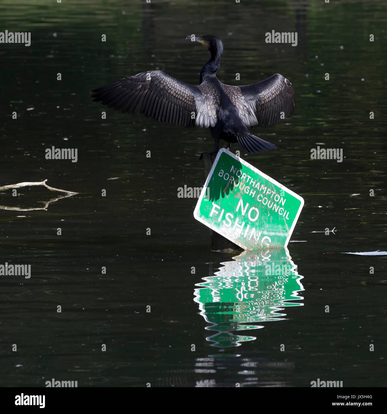 Northampton, Royaume-Uni Abington Park, la météo, le 15 août 2017, d'un cormoran. Phalacrocurax cabo (Phalacrocoracidés) sécher ses ailes au soleil après la pêche dans le lac, perché au sommet d'une pêche pas de signe. Credit : Keith J Smith./Alamy vivre Banque D'Images