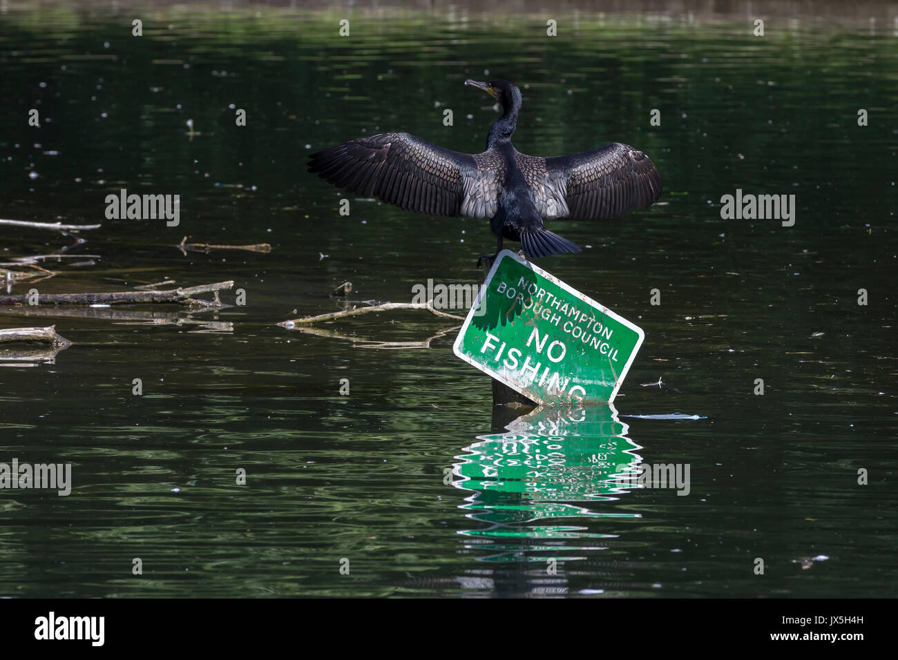Northampton, Royaume-Uni Abington Park, la météo, le 15 août 2017, d'un cormoran. Phalacrocurax cabo (Phalacrocoracidés) sécher ses ailes au soleil après la pêche dans le lac, perché au sommet d'une pêche pas de signe. Credit : Keith J Smith./Alamy vivre Banque D'Images
