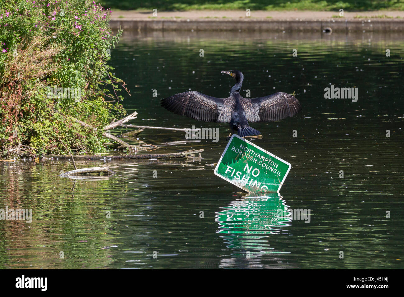 Northampton, Royaume-Uni Abington Park, la météo, le 15 août 2017, d'un cormoran. Phalacrocurax cabo (Phalacrocoracidés) sécher ses ailes au soleil après la pêche dans le lac, perché au sommet d'une pêche pas de signe. Credit : Keith J Smith./Alamy vivre Banque D'Images
