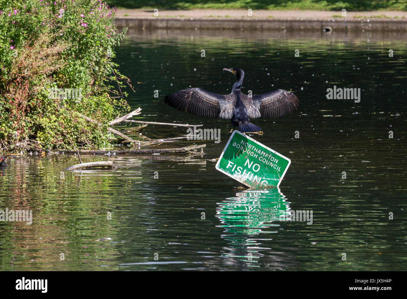 Northampton, Royaume-Uni Abington Park, la météo, le 15 août 2017, d'un cormoran. Phalacrocurax cabo (Phalacrocoracidés) sécher ses ailes au soleil après la pêche dans le lac, perché au sommet d'une pêche pas de signe. Credit : Keith J Smith./Alamy vivre Banque D'Images