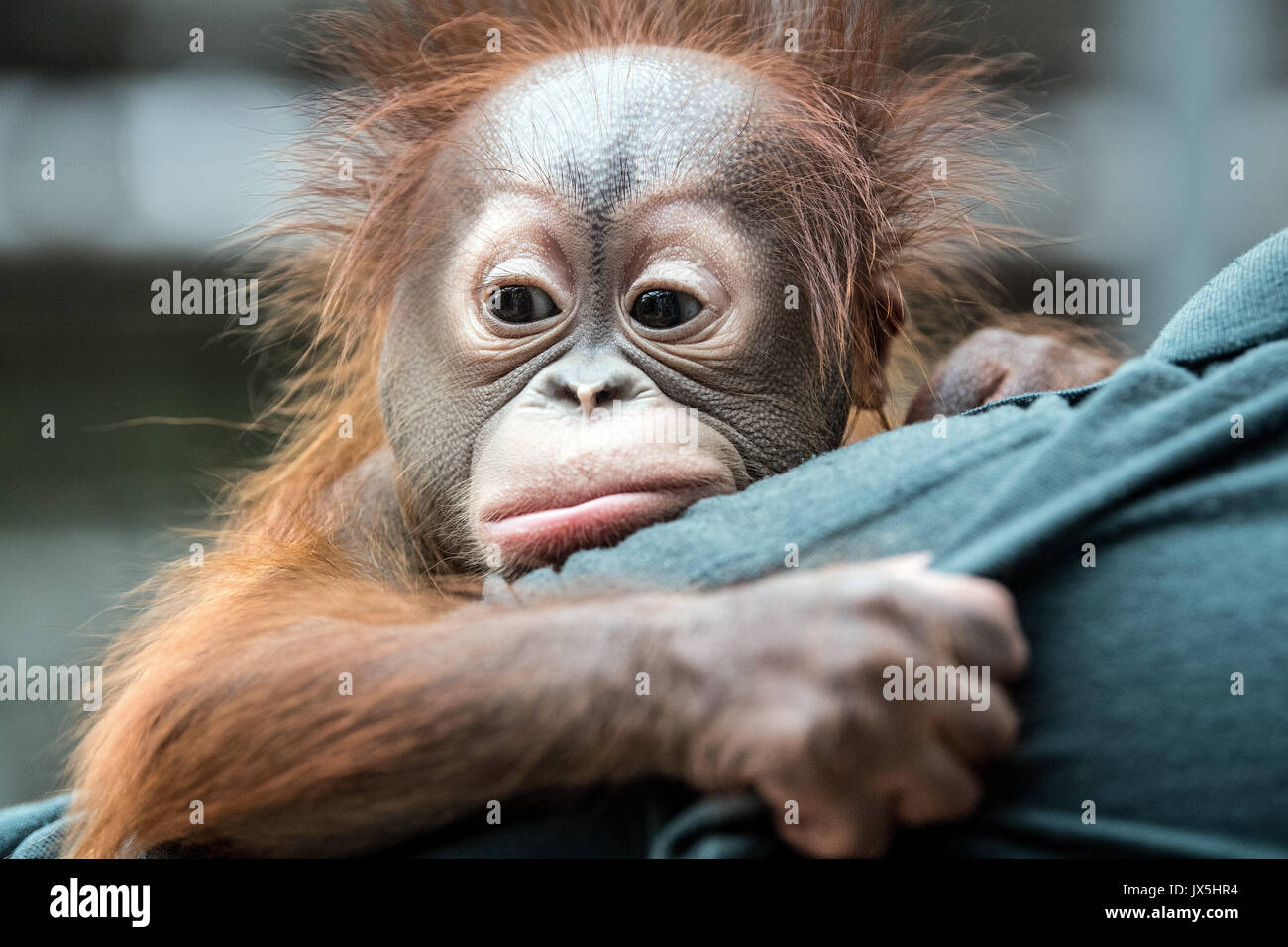 Krefeld Allemagne Aout 15 17 Un Gardien De Zoo Maintenant Les 2 5 Mois Le Bebe Orang Outan De Borneo Hujan Dans Ses Bras A Krefeld Allemagne 15 Aout 17 Les 3 6 Kg Ape Krefeld Allemagne Aout 15 17 Un Gardien De Zoo Maintenant Les 2 5 Mois Le Bebe Orang Outan De Borneo Hujan Dans Ses Bras A Krefeld Allemagne 15 Aout 17 Les 3 6 Kg Ape