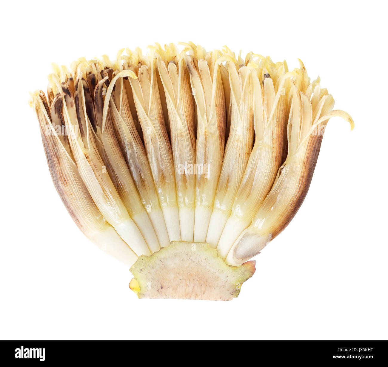 Blossom banana isolé sur fond blanc Banque D'Images