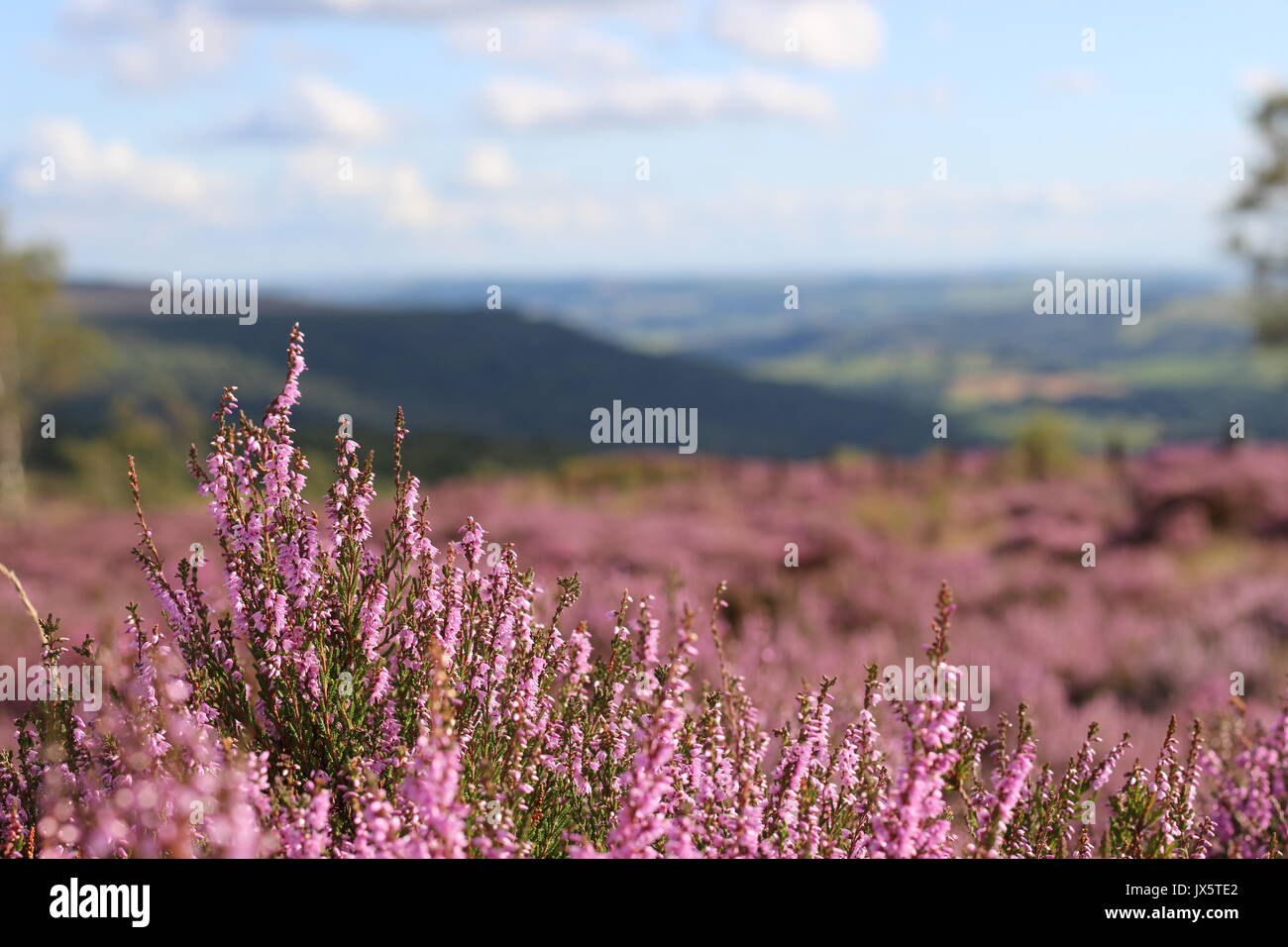 Close up of Heather, avec vue sur la mer de Heather en arrière-plan, dans l'espoir Valley, parc national de Peak District Banque D'Images