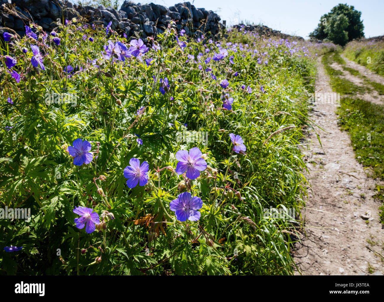 Géranium sanguin Geranium pratense Meadow éclairant un Peak District voie verte près de Monyash dans le Derbyshire UK Banque D'Images