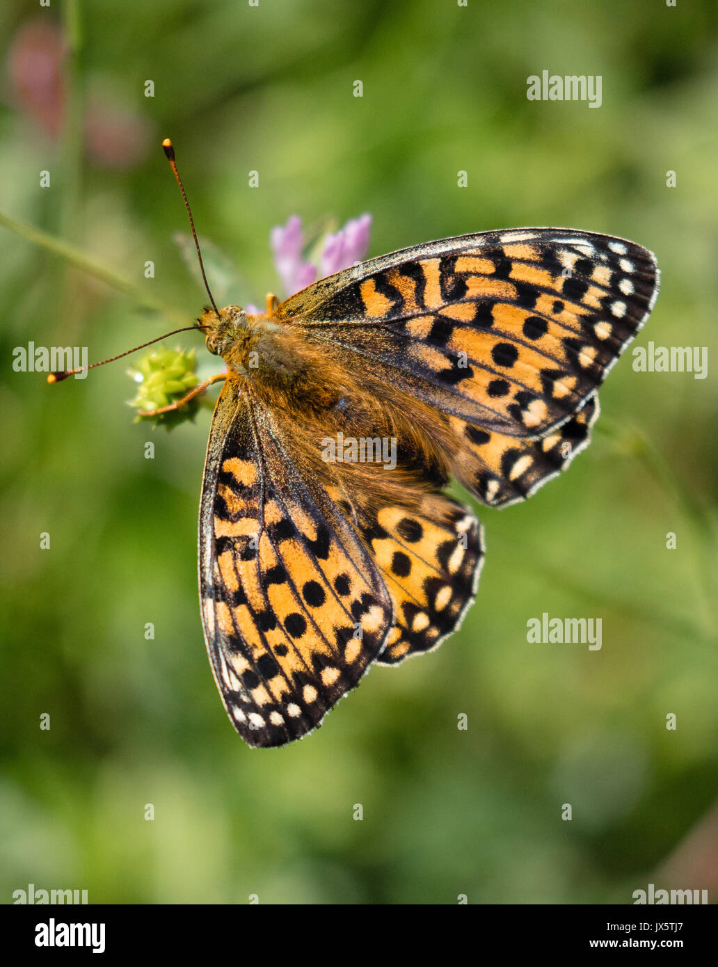 Dark green fritillary Argynnis aglaja alimentation papillon femelle UK Banque D'Images