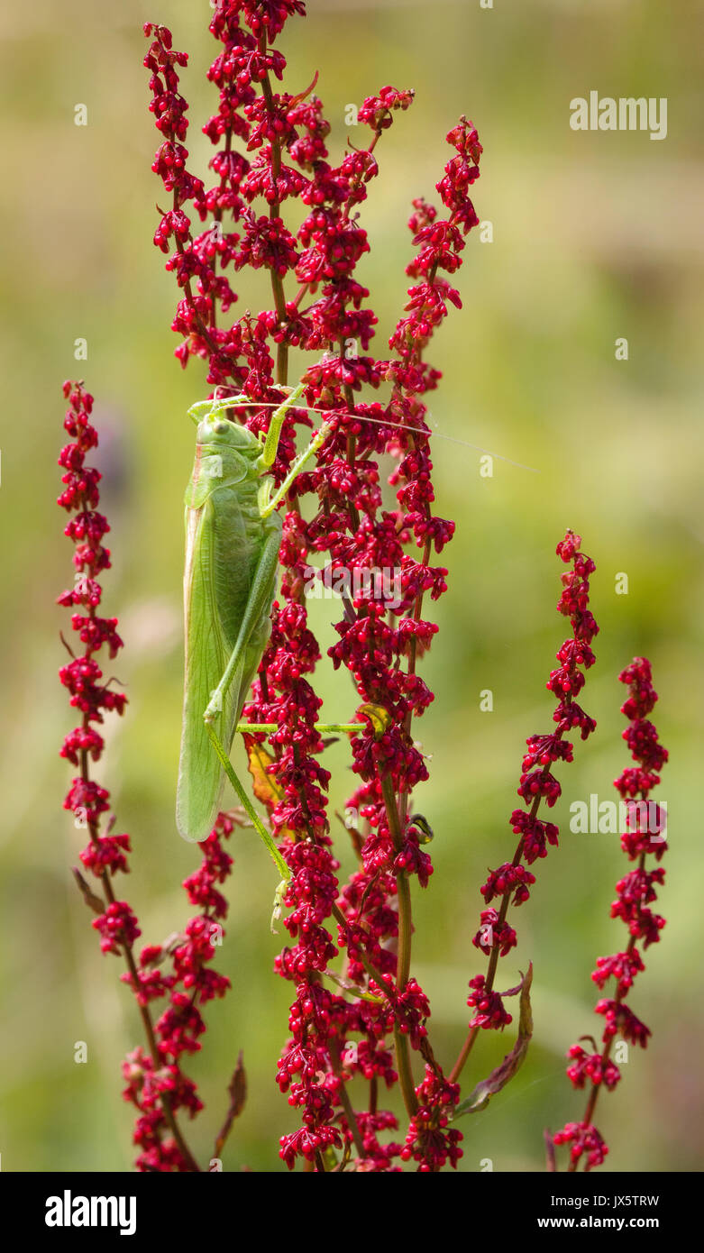 Grande Charte verte Tettigonia viridissima cricket bush le plus grand des sauterelles et criquets sur fleur d'oseille au Camp de Cadbury UK Somerset Banque D'Images