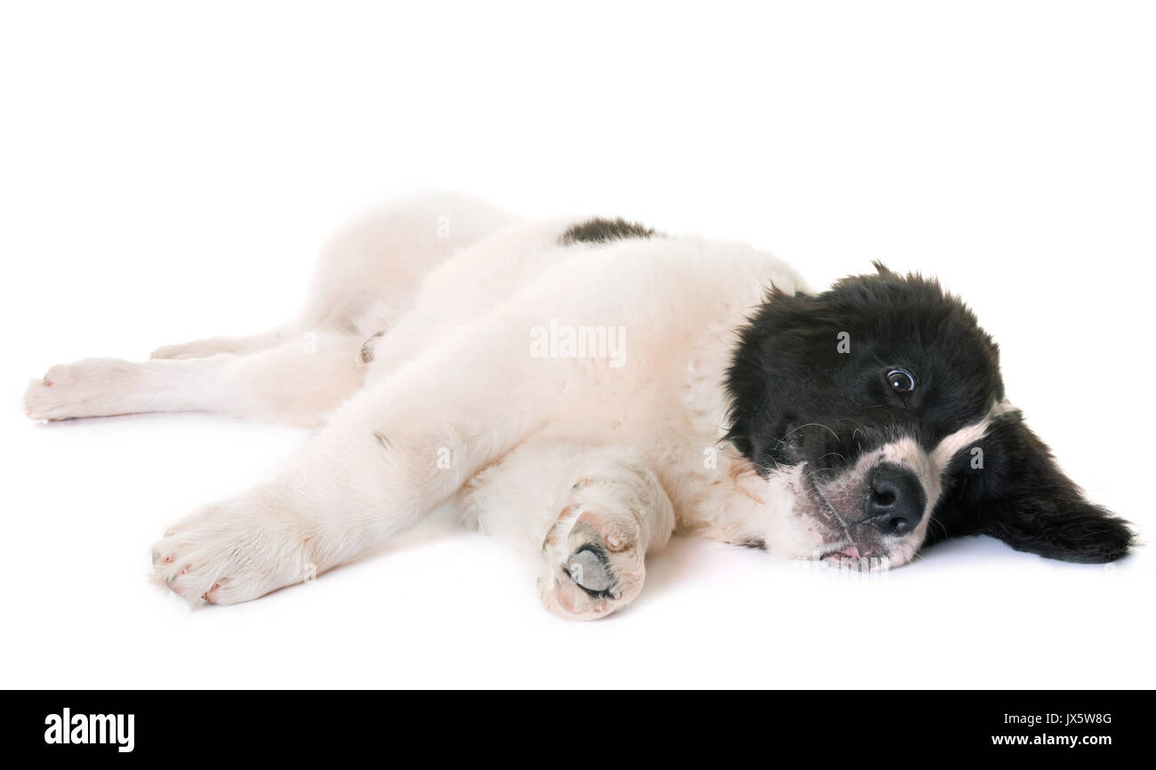 Chiot landseer in front of white background Banque D'Images