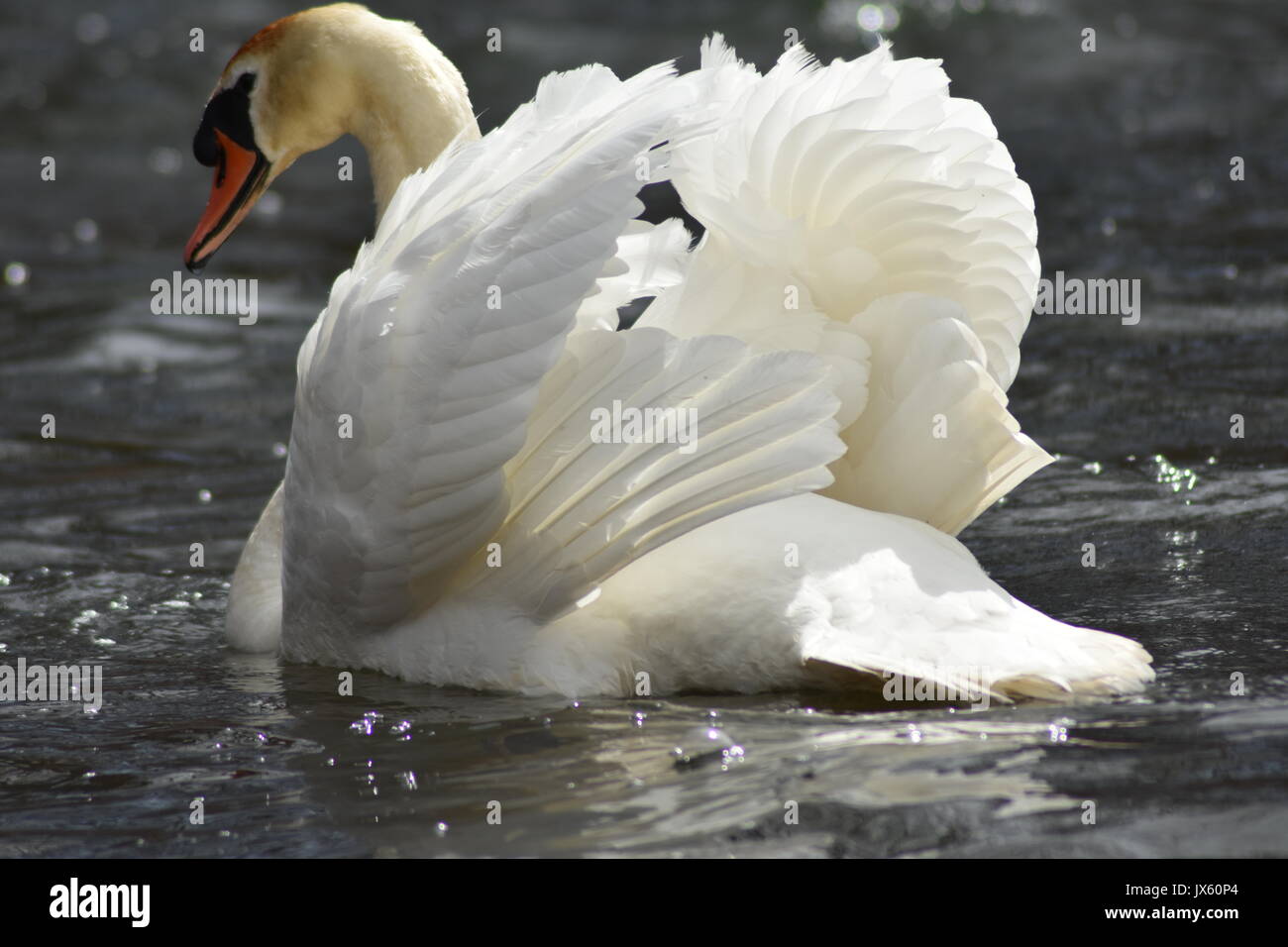 Cygne muet sur Silver Lake Banque D'Images