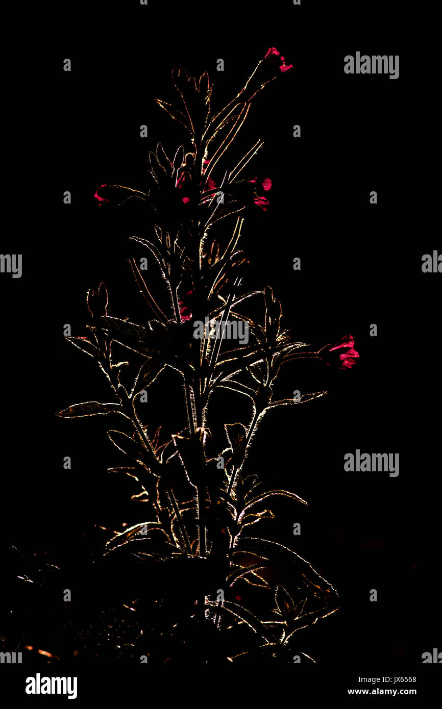 Rosebay Willowherb éclairé par LED Banque D'Images