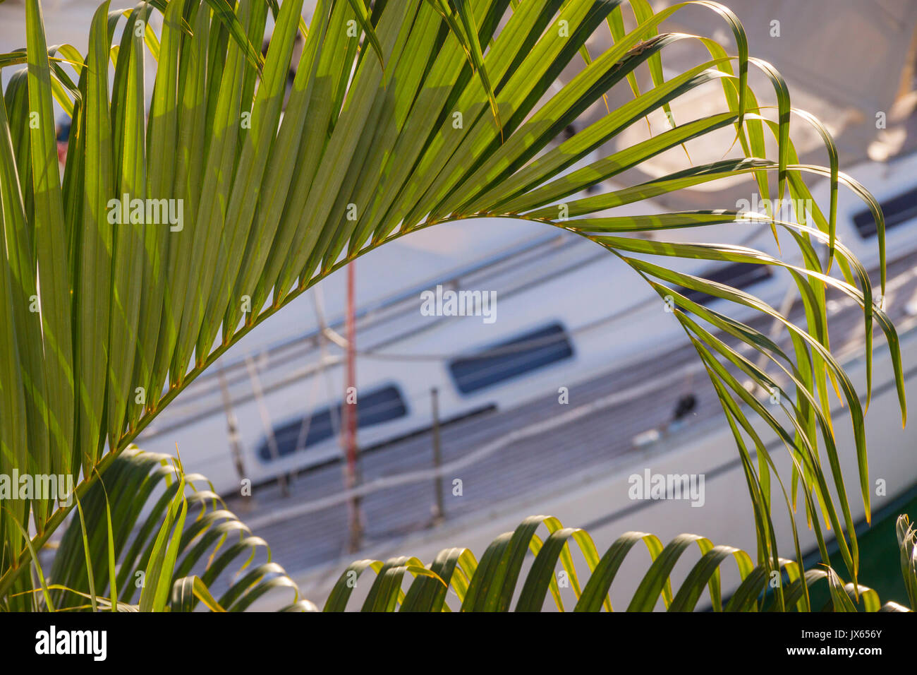 Un yacht de luxe vue par un palmier à la Barbade, les îles des Caraïbes Banque D'Images