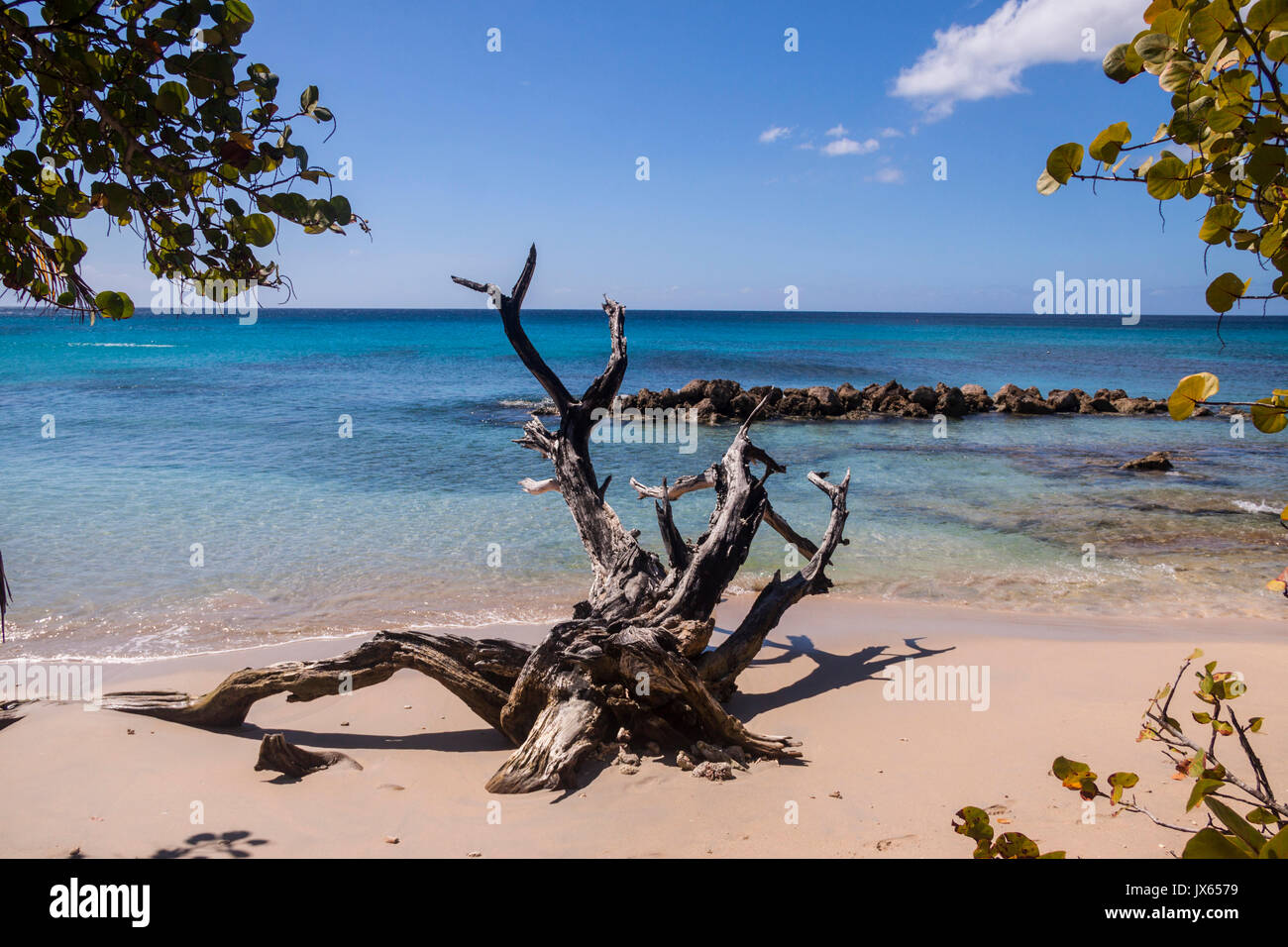 Un arbre de bois flotté sur la plage près de Port Saint Paul,la Barbade, îles des Caraïbes Banque D'Images