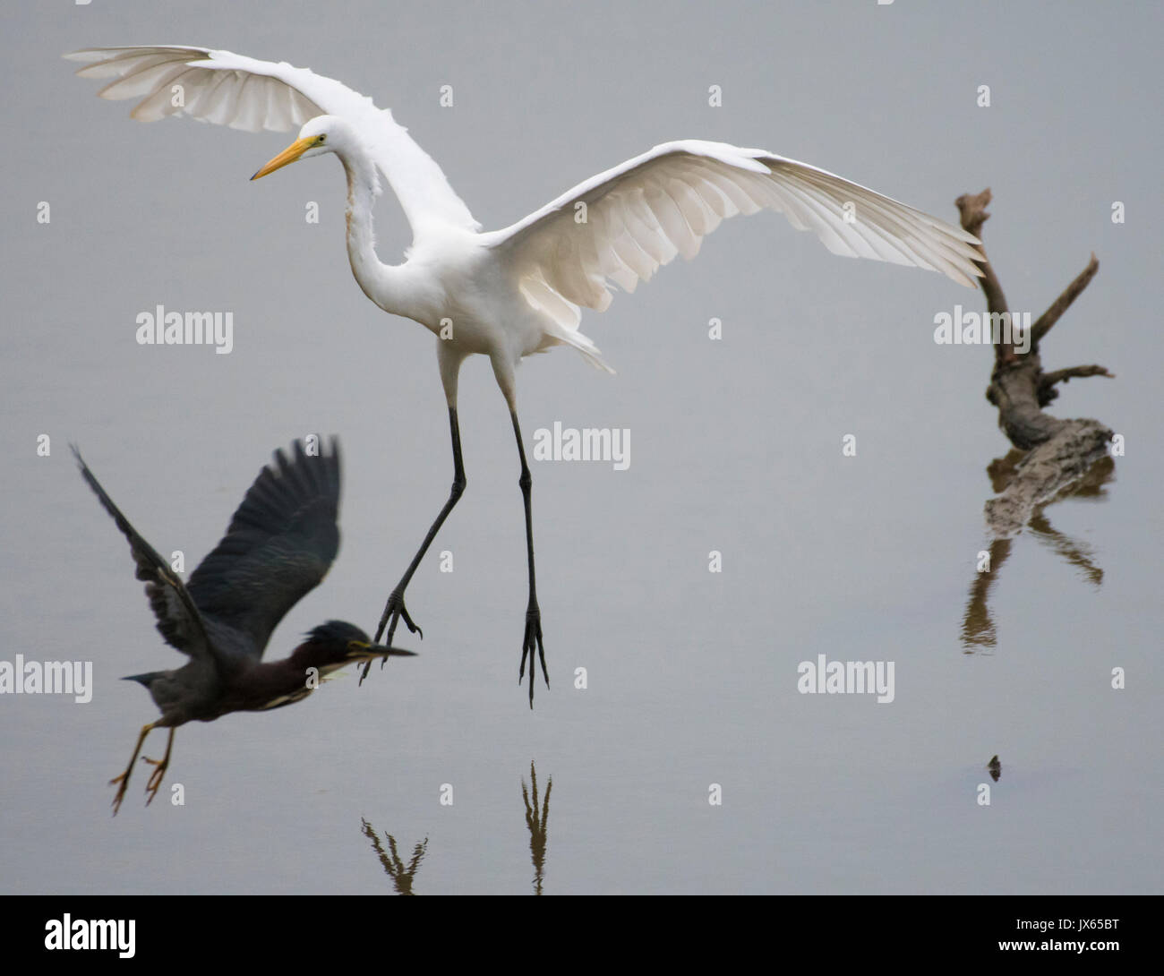 Une grande aigrette Ardea alba, et d'un Butorades verascens greeen, Heron, traverser des chemins. Banque D'Images