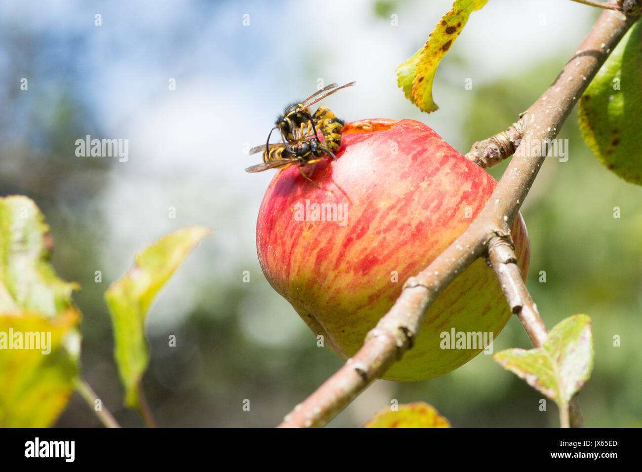 La guêpe commune Vespula Vulgaris, les combats sur un trou qu'ils mangent dans un apple manger, Sussex, UK. Août Banque D'Images