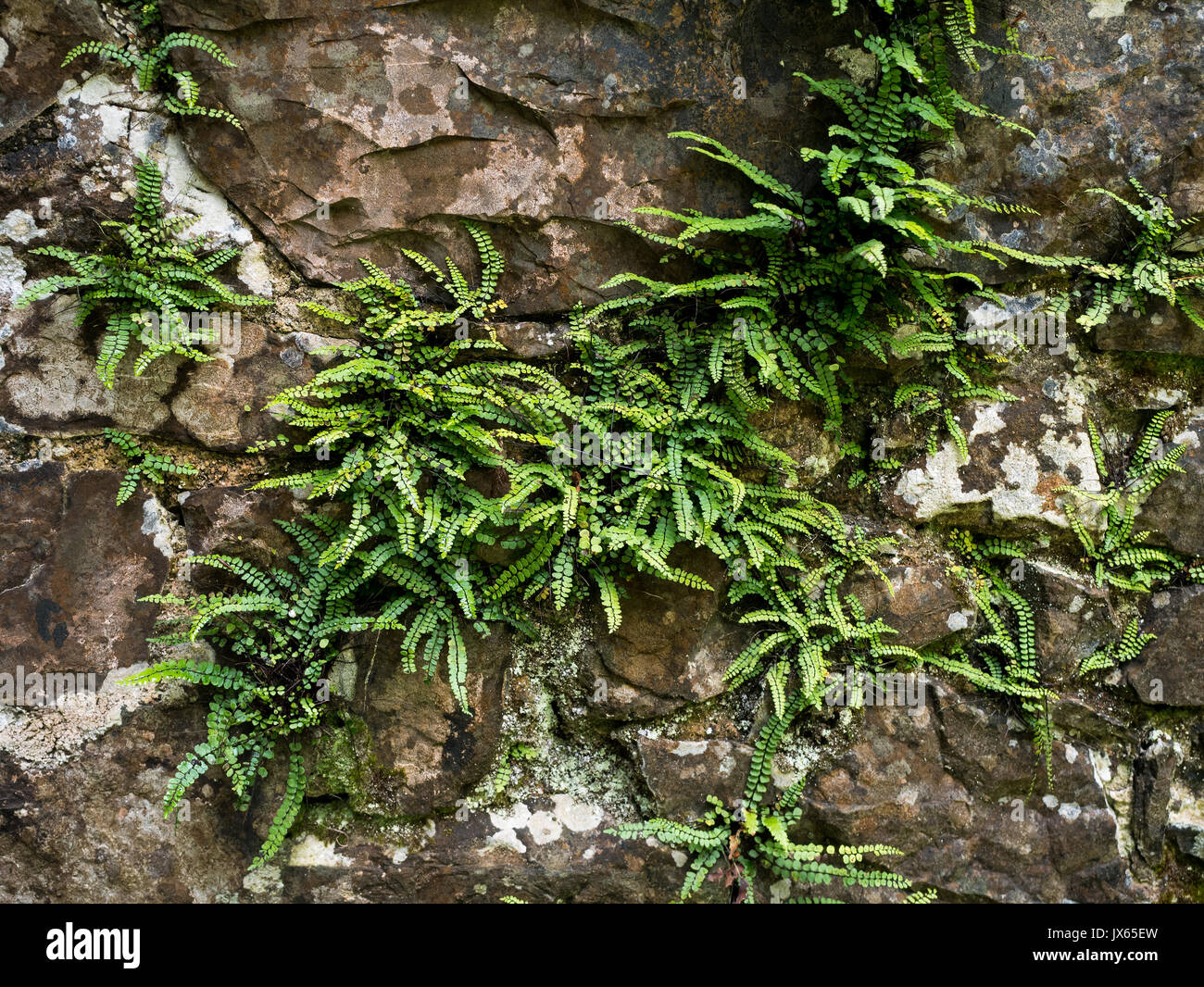 Belvedere house garden ferns en Irlande Banque D'Images