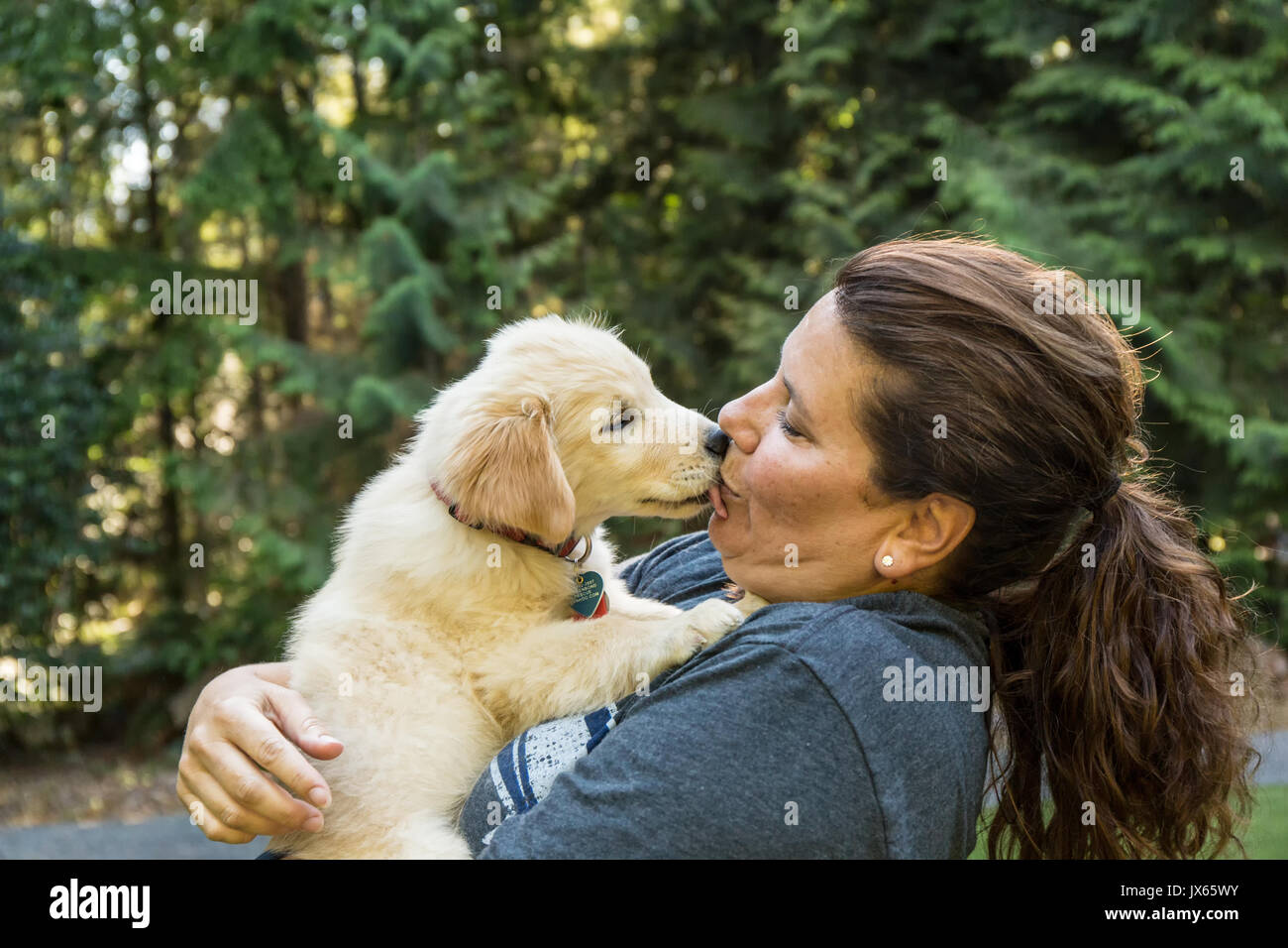 Chiot Golden Retriever 'Ivy' embrassant affectueusement son propriétaire à Issaquah, Washington, USA Banque D'Images