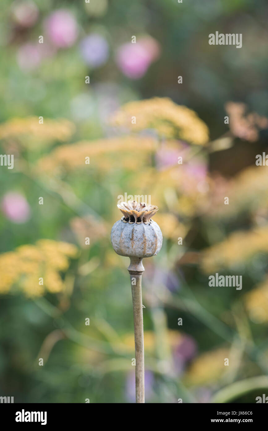 Le charançon de la capsule du pavot dans un jardin anglais. UK Banque D'Images