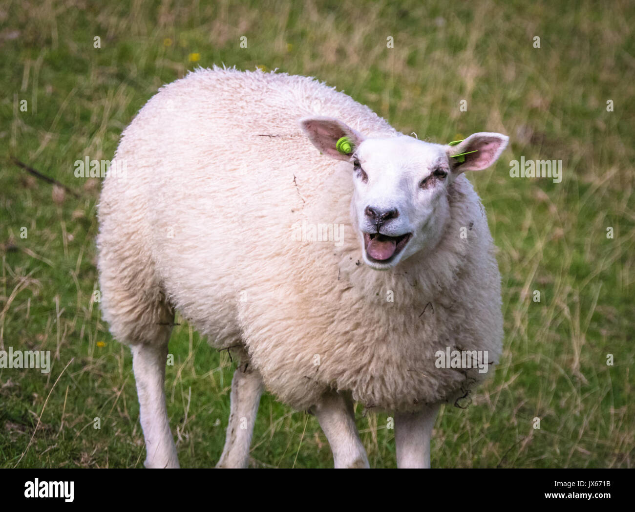 Bêlements de moutons vers d'autres moutons sur une colline à proximité d'une réserve naturelle Banque D'Images