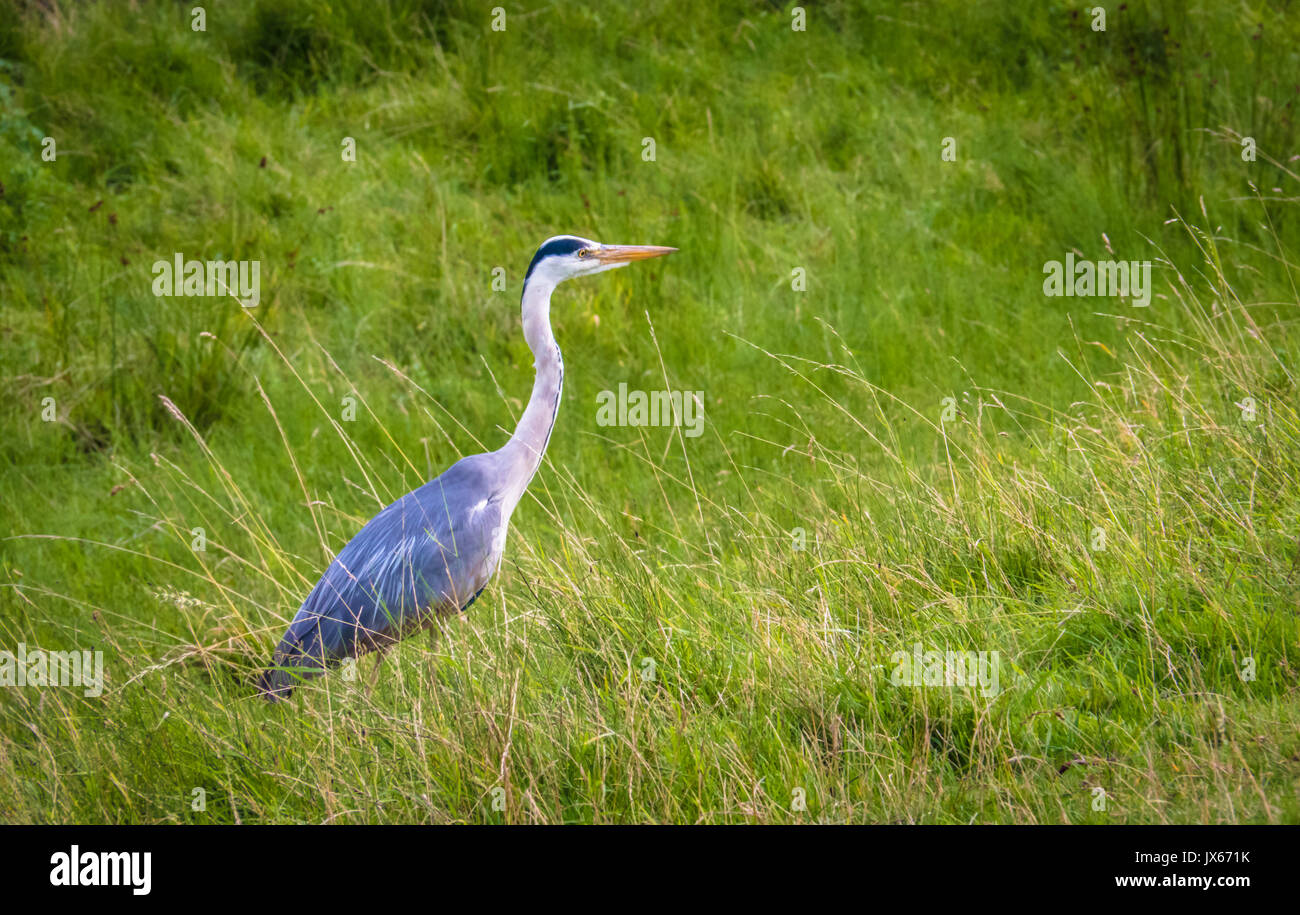 À la recherche d'oiseaux dehors pour un peu de nourriture à l'intérieur de l'herbe Banque D'Images