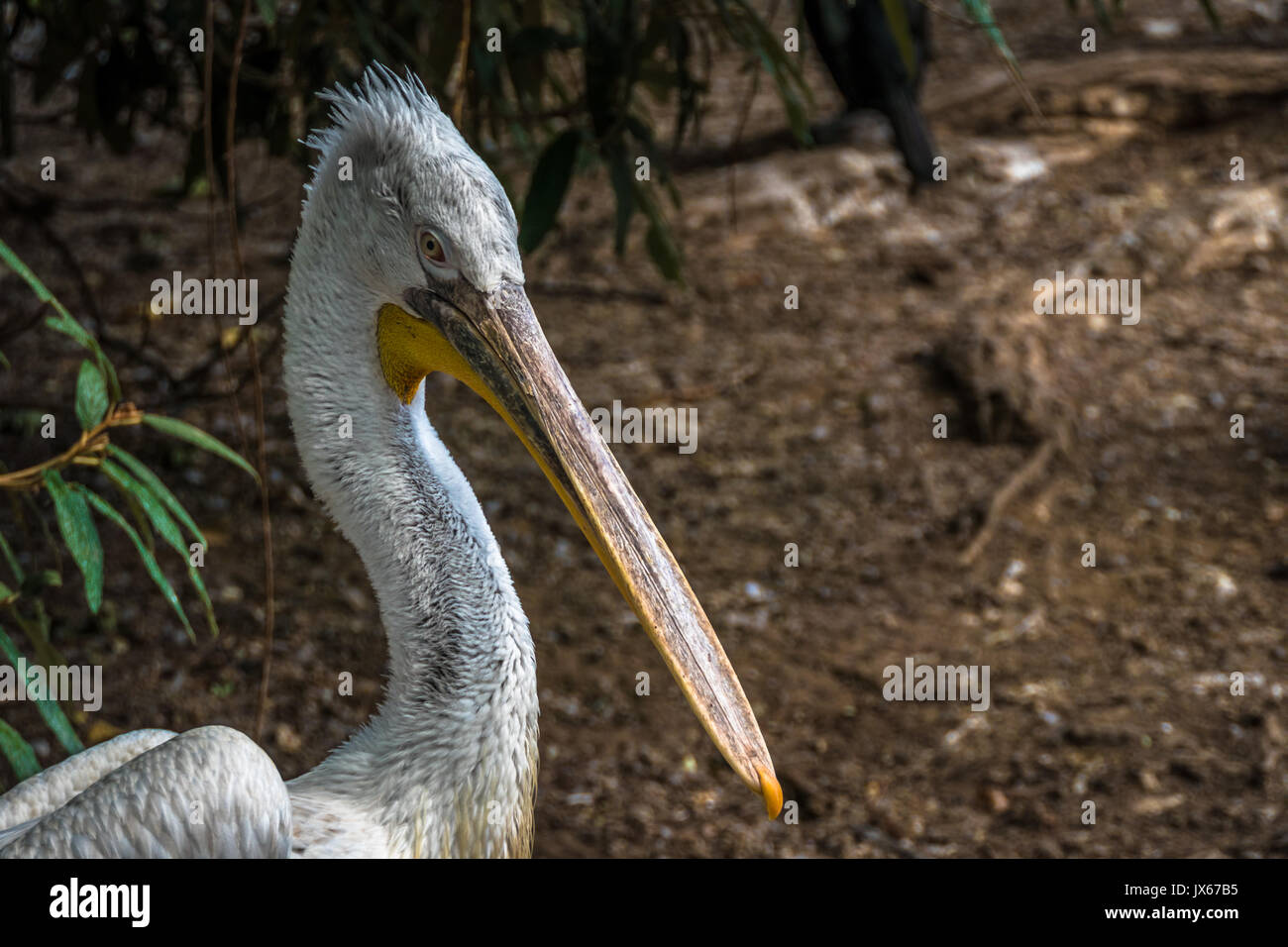 Headshot pelican Banque D'Images