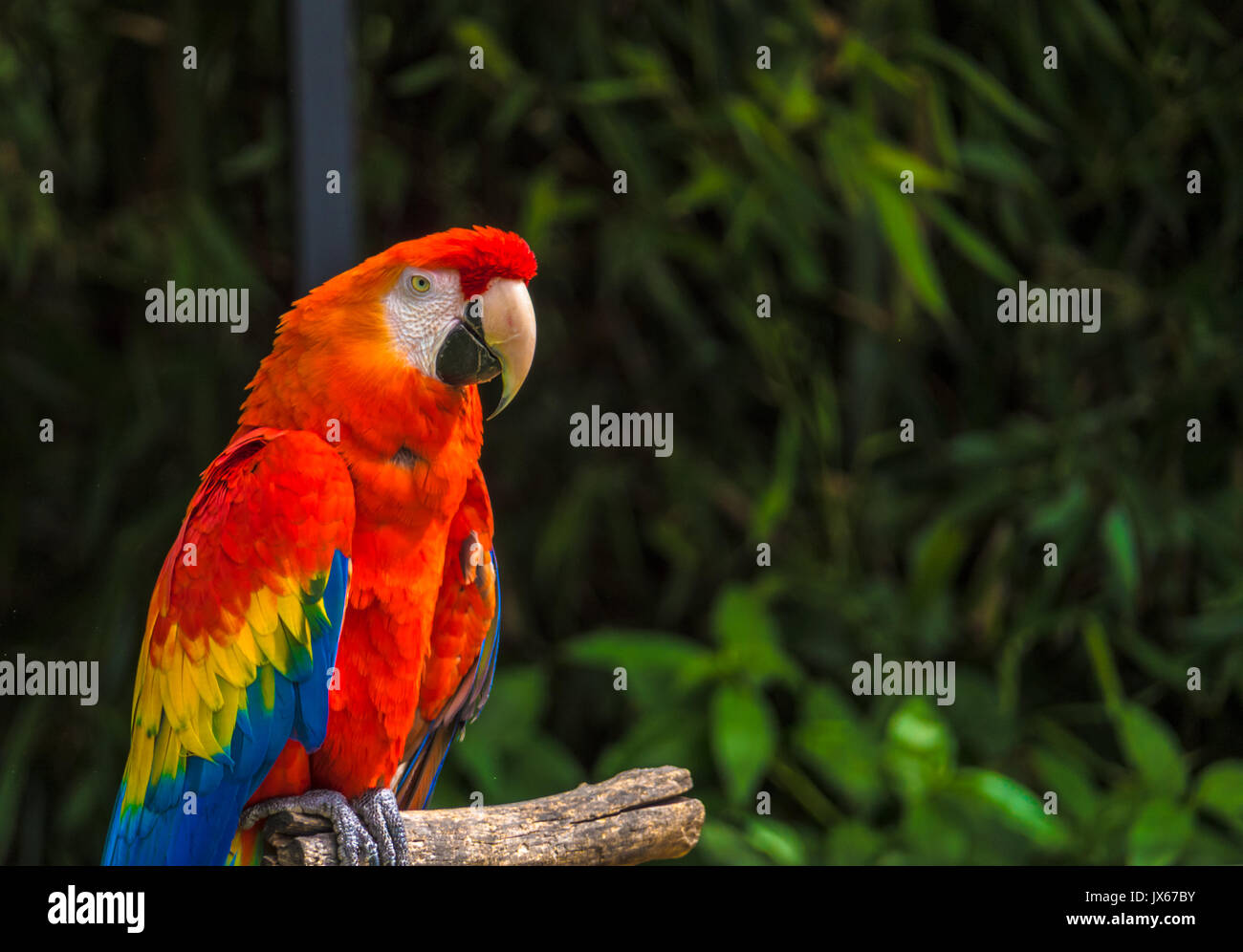 Red Parrot assis Banque D'Images