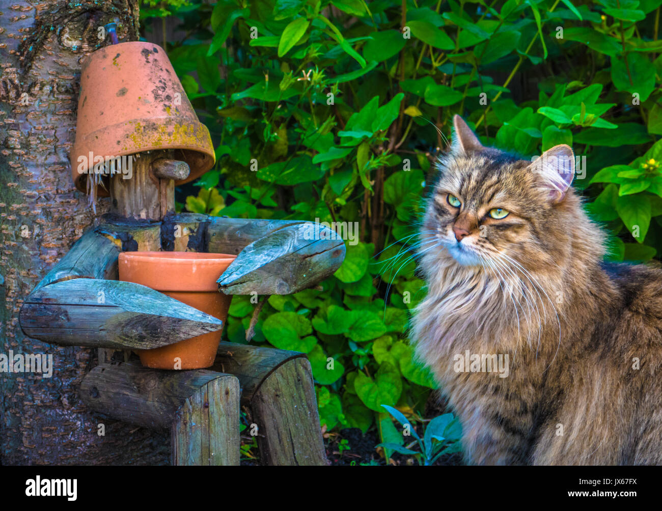 Cat et ami en bois Banque D'Images