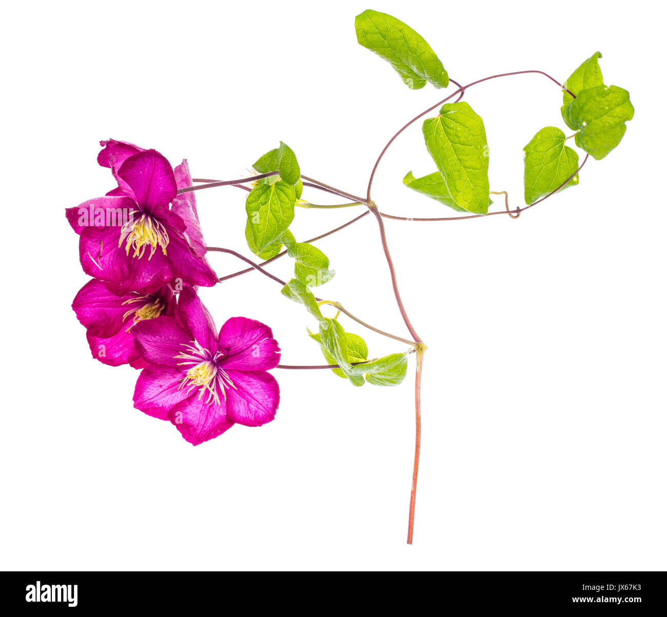 Clématites fleur sur blanc. Studio Photo Banque D'Images