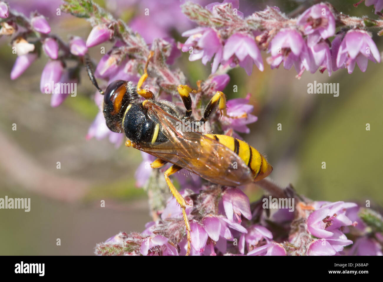 Close-up of Philanthus triangulum (beewolf), une espèce de guêpe solitaire, sur rose ling heather en été dans la région de Surrey, UK Banque D'Images