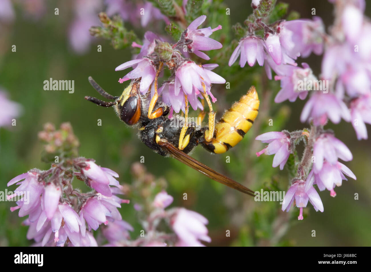 Close-up of Philanthus triangulum (beewolf), une espèce de guêpe solitaire, sur rose ling heather en été dans la région de Surrey, UK Banque D'Images