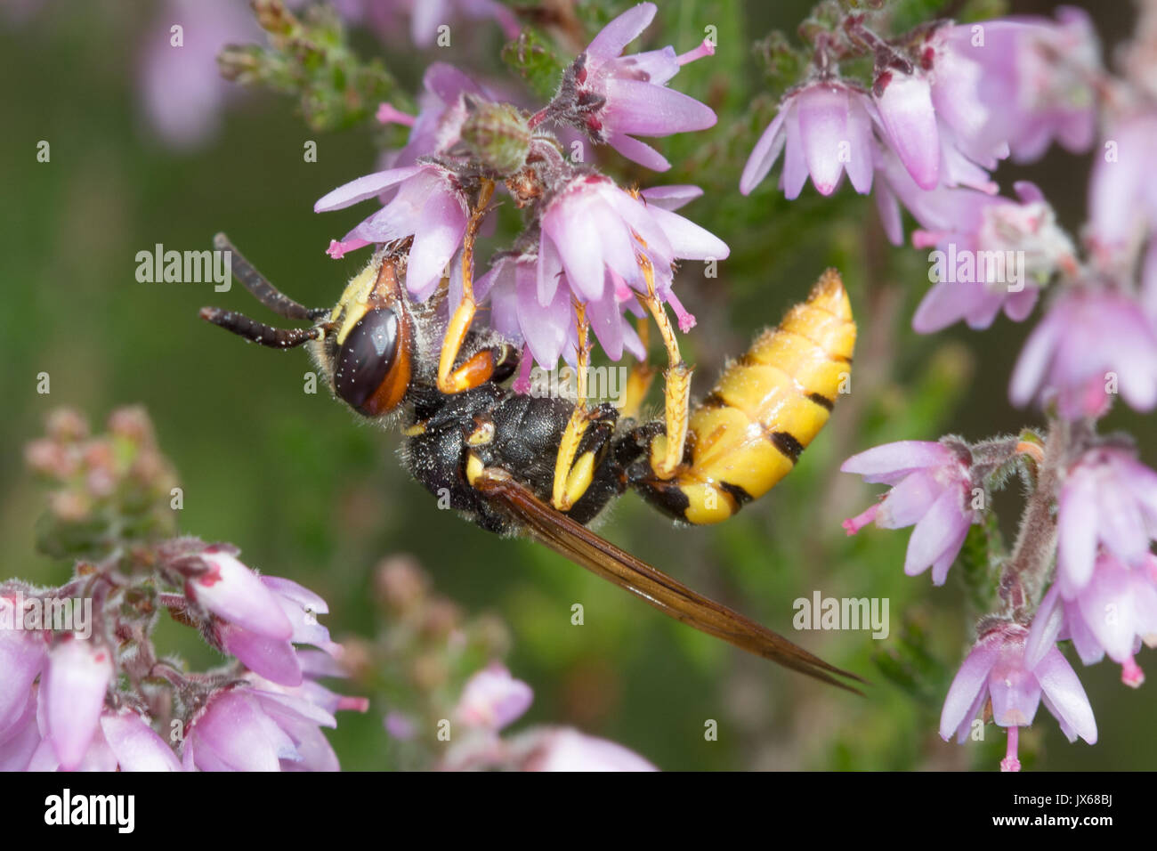 Close-up of Philanthus triangulum (beewolf), une espèce de guêpe solitaire, sur rose ling heather en été dans la région de Surrey, UK Banque D'Images
